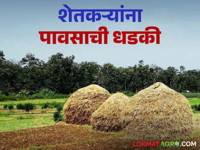 Rain alert : Rain yellow alert in washim district | Rain alert : पावसाचा अंदाज; सोयाबीन सुडी झाकण्यासाठी शेतकऱ्यांची लगबग Rain alert : Rain yellow alert in washim district | Rain alert : पावसाचा अंदाज; सोयाबीन सुडी झाकण्यासाठी शेतकऱ्यांची लगबग