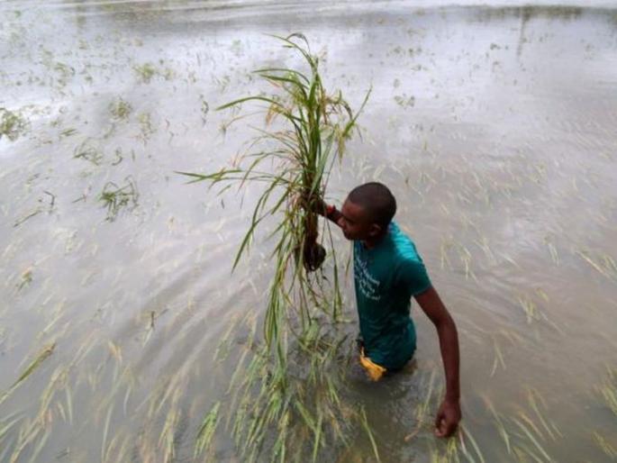 loss of crop due to heavy rain in vidarbha but in some places rain helps farmer | दिलासा आणि फटका loss of crop due to heavy rain in vidarbha but in some places rain helps farmer | दिलासा आणि फटका