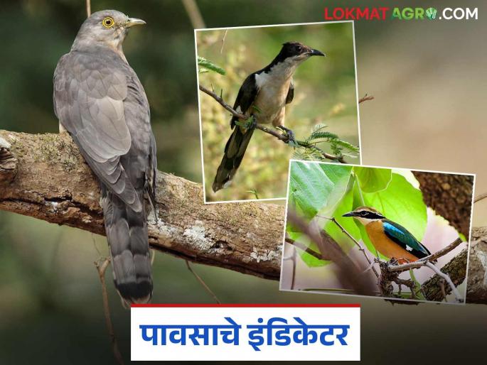 In nature, these birds know when the rain will come? How do they predict it? Find out in detail? | निसर्गात ह्या पक्षांना कळते कधी येणार पाऊस? कसे लावतात अंदाज? जाणून घ्या सविस्तर?