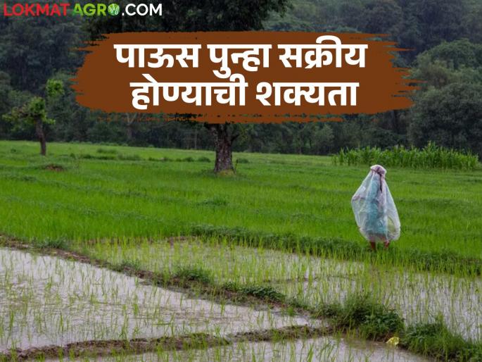 Rains will become active again in the state after a break; Rain is likely in these places in the next 5 days | विश्रांतीनंतर राज्यात पाऊस पुन्हा सक्रिय होणार; पुढील ५ दिवसांमध्ये या ठिकाणी पावसाची शक्यता Rains will become active again in the state after a break; Rain is likely in these places in the next 5 days | विश्रांतीनंतर राज्यात पाऊस पुन्हा सक्रिय होणार; पुढील ५ दिवसांमध्ये या ठिकाणी पावसाची शक्यता