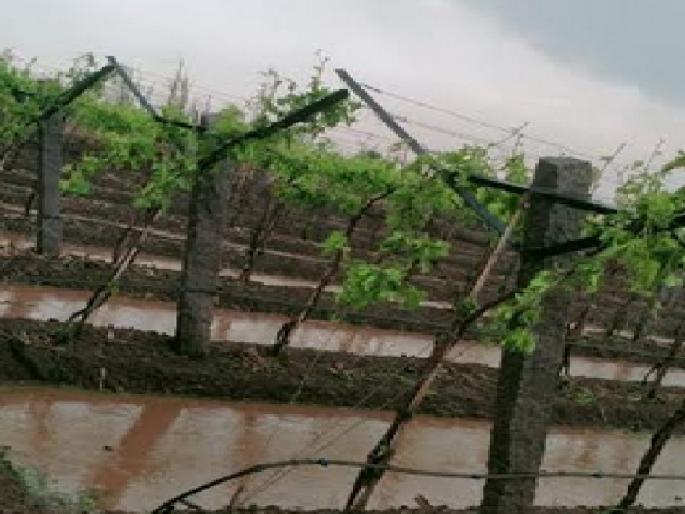 Kavathemahankal taluka was hit by heavy rains, lightning struck and coconut trees caught fire | कवठेमहांकाळ तालुक्याला वादळी पावसाने झोडपले, कुचीत वीज पडून नारळाचे झाड पेटले Kavathemahankal taluka was hit by heavy rains, lightning struck and coconut trees caught fire | कवठेमहांकाळ तालुक्याला वादळी पावसाने झोडपले, कुचीत वीज पडून नारळाचे झाड पेटले