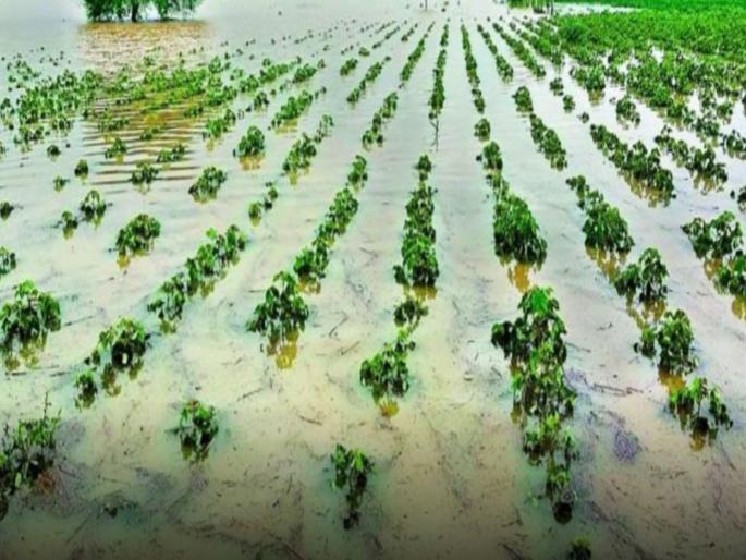 pune news Kharif crop loss 48 lakh hectares, compensation 2204 crores, September Panchnama begins | खरिपात नुकसान ४८ लाख हेक्टर, भरपाई २२०४ कोटींची, सप्टेंबरचे पंचनामे सुरू pune news Kharif crop loss 48 lakh hectares, compensation 2204 crores, September Panchnama begins | खरिपात नुकसान ४८ लाख हेक्टर, भरपाई २२०४ कोटींची, सप्टेंबरचे पंचनामे सुरू