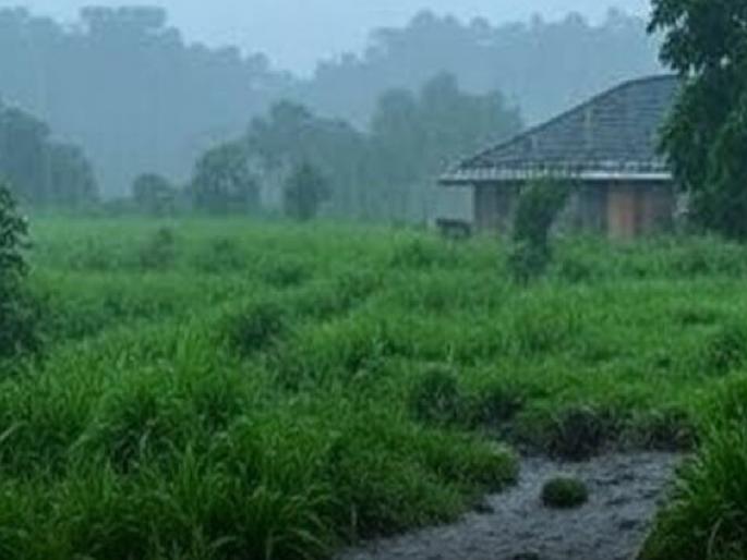Kharif harvesting in Kolhapur district slowed down due to rain, rain expected for next two days | पावसामुळे कोल्हापूर जिल्ह्यात खरीप काढणी थंडावली, आगामी दोन दिवस पावसाचेच Kharif harvesting in Kolhapur district slowed down due to rain, rain expected for next two days | पावसामुळे कोल्हापूर जिल्ह्यात खरीप काढणी थंडावली, आगामी दोन दिवस पावसाचेच
