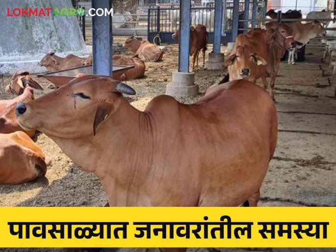 How to take care of livestock during rainy season? | पावसाळ्यात जनावरांत कोणकोणते रोग येतात.. त्यावर हे करा सोपे उपाय How to take care of livestock during rainy season? | पावसाळ्यात जनावरांत कोणकोणते रोग येतात.. त्यावर हे करा सोपे उपाय