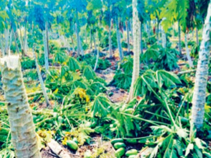 Hailstorm, unseasonal rains, lightning strike in Vidarbha, four dead: Marathwada, Khandesh also hit | गारपीट, अवकाळी पावसाचा तडाखा, विदर्भात वीज पडून चौघांचा मृत्यू : मराठवाडा, खान्देशलाही झोड Hailstorm, unseasonal rains, lightning strike in Vidarbha, four dead: Marathwada, Khandesh also hit | गारपीट, अवकाळी पावसाचा तडाखा, विदर्भात वीज पडून चौघांचा मृत्यू : मराठवाडा, खान्देशलाही झोड