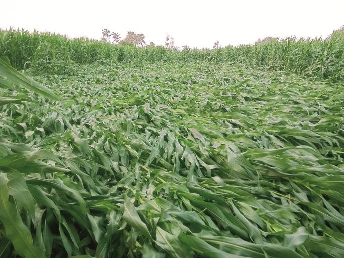 Farmers' concerns increased; On the third day in the Marathwada, the rains continued | शेतकऱ्यांची चिंता वाढली; मराठवाड्यात तिसऱ्या दिवशीही अवकाळी पाऊस Farmers' concerns increased; On the third day in the Marathwada, the rains continued | शेतकऱ्यांची चिंता वाढली; मराठवाड्यात तिसऱ्या दिवशीही अवकाळी पाऊस