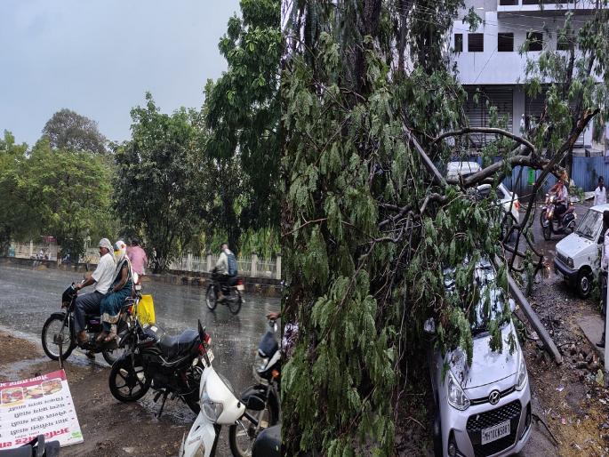 Rain and storm in Miraj uprooted trees, disrupted electricity supply | Sangli: मिरजेत वादळी वाऱ्यासह पावसाने झाडे कोसळली, विद्युत पुरवठा ठप्प; नागरिकांची तारांबळ 