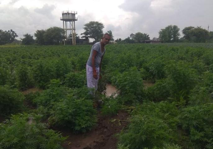 Damage to flower field due to heavy rains | मुसळधार पावसामुळे झेंडू फुलशेतीची नुकसान