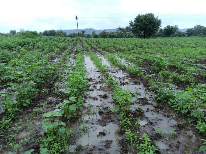Excessive rainfall in 4 talukas of Nanded district; Excessive damage to agriculture | नांदेड जिल्ह्यातील 4 तालुक्यात अतिवृष्टी; शेतीचे अतोनात नुकसान Excessive rainfall in 4 talukas of Nanded district; Excessive damage to agriculture | नांदेड जिल्ह्यातील 4 तालुक्यात अतिवृष्टी; शेतीचे अतोनात नुकसान