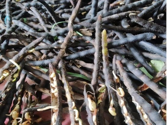 Can't go to the field for harvesting; Due to continuous rains, green gram and urad were lost | तोडणीसाठी शेतात जाता येईना; सततच्या पावसामुळे मूग, उडीद हातचे गेले