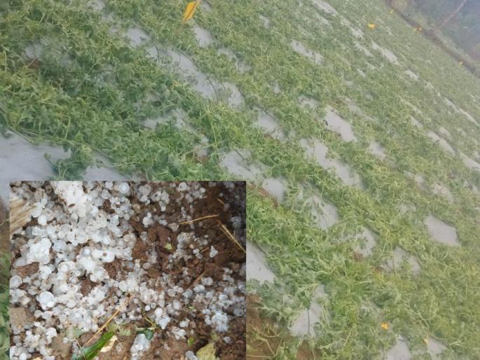 Bhandara: Hailstorm lashed Bhandara district, causing major damage to crops | Bhandara: भंडारा जिल्ह्याला गारपिटीचा तडाखा, शेतमालाचे मोठे नुकसान Bhandara: Hailstorm lashed Bhandara district, causing major damage to crops | Bhandara: भंडारा जिल्ह्याला गारपिटीचा तडाखा, शेतमालाचे मोठे नुकसान