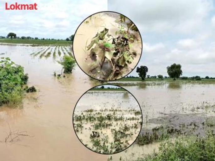 Relief to farmers affected by heavy rains 237 crore fund disbursement approved for relief | अतिवृष्टीमुळे नुकसान झालेल्या शेतकऱ्यांना दिलासा मिळणार; मदतीसाठी २३७ कोटी निधी वितरणाला मान्यता Relief to farmers affected by heavy rains 237 crore fund disbursement approved for relief | अतिवृष्टीमुळे नुकसान झालेल्या शेतकऱ्यांना दिलासा मिळणार; मदतीसाठी २३७ कोटी निधी वितरणाला मान्यता