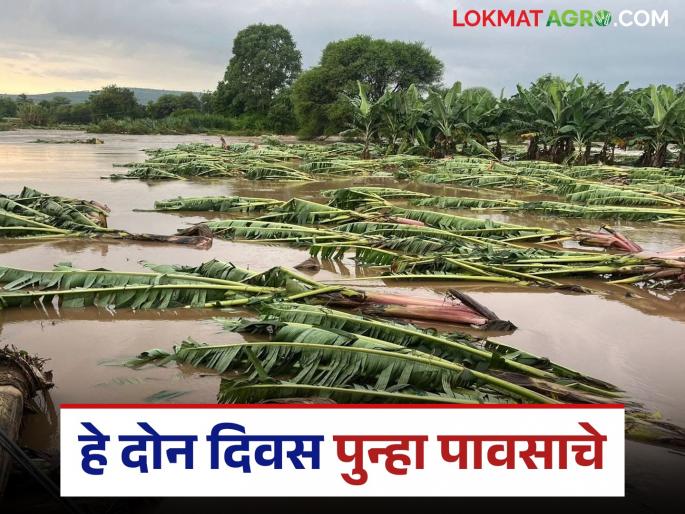 Latest News Maharashtra Rain no chances Monsoon leave in maharashtra till September 30 read in detail | Maharashtra Rain : 'या' तारखेपर्यंत राज्यातून मान्सून निरोप घेण्याची शक्यता नाही, वाचा सविस्तर 