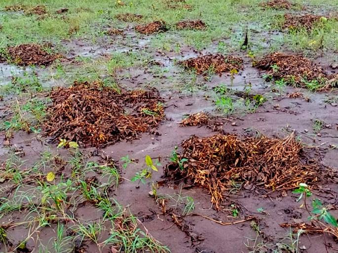 Another Rs 282 crore is needed to help farmers | शेतकऱ्यांच्या मदतीसाठी आणखी २८२ कोटींची गरज Another Rs 282 crore is needed to help farmers | शेतकऱ्यांच्या मदतीसाठी आणखी २८२ कोटींची गरज