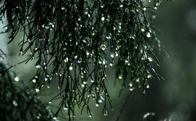 This year, prediction of sufficient rain | यंदा ‘म्हैस भिजणार पावसात’