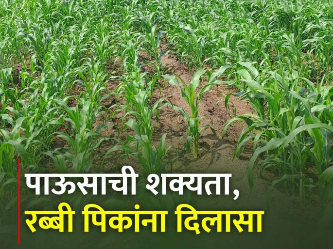Chance of moderate rainfall in the state | राज्यात मध्यम स्वरूपाच्या पावसाची शक्यता Chance of moderate rainfall in the state | राज्यात मध्यम स्वरूपाच्या पावसाची शक्यता