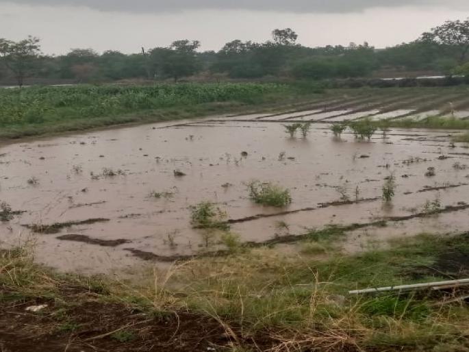 orange alert for thunderstorms for the state and crops damaged by pre monsoon rains | राज्याला ‘मुसळधार’चा ऑरेंज अलर्ट; मान्सूनपूर्व तडाख्याने पिकांचा चिखल orange alert for thunderstorms for the state and crops damaged by pre monsoon rains | राज्याला ‘मुसळधार’चा ऑरेंज अलर्ट; मान्सूनपूर्व तडाख्याने पिकांचा चिखल
