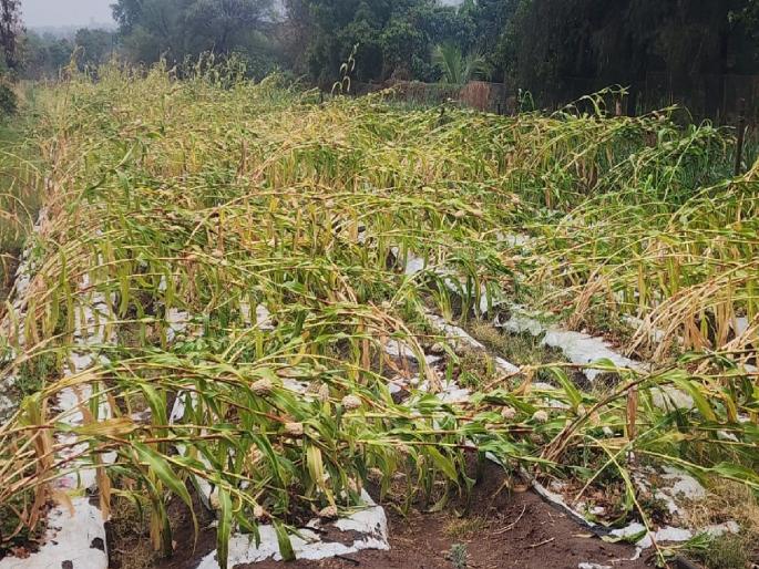 Thunderstorms and rain in Satara district for the fourth consecutive day Crop damage | सातारा जिल्ह्यात सलग चौथ्या दिवशी मेघगर्जनेसह वळवाचा तडाखा; पिकांचे नुकसान Thunderstorms and rain in Satara district for the fourth consecutive day Crop damage | सातारा जिल्ह्यात सलग चौथ्या दिवशी मेघगर्जनेसह वळवाचा तडाखा; पिकांचे नुकसान