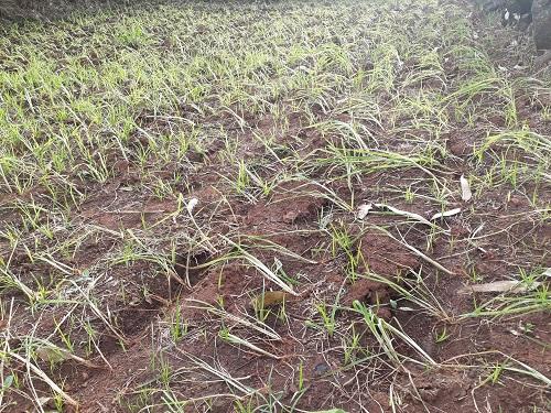 Paddy, nagli, mana, kharif in danger due to rains | भात, नागलीने माना टाकल्या, पावसाने पाठ फिरविल्याने खरीप धोक्यात Paddy, nagli, mana, kharif in danger due to rains | भात, नागलीने माना टाकल्या, पावसाने पाठ फिरविल्याने खरीप धोक्यात