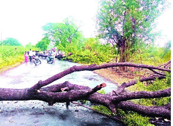 Windy rain in Shirala taluka: trees collapsed in many places, discomfort due to disconnection of power supply | शिराळा तालुक्यात वादळी पाऊस : अनेक ठिकाणी वृक्ष कोसळले, वीजपुरवठा खंडीत झाल्याने गैरसोय Windy rain in Shirala taluka: trees collapsed in many places, discomfort due to disconnection of power supply | शिराळा तालुक्यात वादळी पाऊस : अनेक ठिकाणी वृक्ष कोसळले, वीजपुरवठा खंडीत झाल्याने गैरसोय