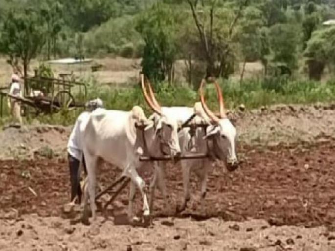 After a strong start the rain stopped; Koynela records one millimeter, sowing of kharif season will speed up | Satara: दमदार सुरुवातीनंतर पाऊस थांबला; खरीप हंगामातील पेरणीला वेग येणार After a strong start the rain stopped; Koynela records one millimeter, sowing of kharif season will speed up | Satara: दमदार सुरुवातीनंतर पाऊस थांबला; खरीप हंगामातील पेरणीला वेग येणार