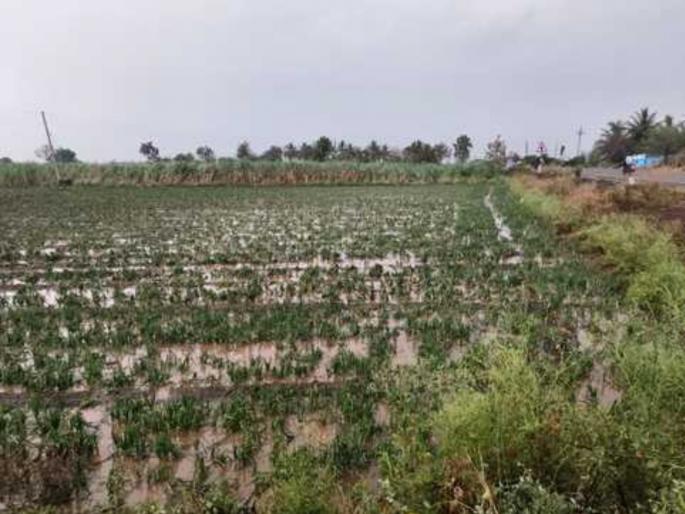 Unseasonal rains Hailstorm hits Shirur taluka; Crops damaged on 1195 hectares, 2045 farmers affected | Unseasonal rains : शिरूर तालुक्यात गारपिटीचा तडाखा; ११९५ हेक्टरवरील पिकांचे नुकसान, २०४५ शेतकरी बाधित Unseasonal rains Hailstorm hits Shirur taluka; Crops damaged on 1195 hectares, 2045 farmers affected | Unseasonal rains : शिरूर तालुक्यात गारपिटीचा तडाखा; ११९५ हेक्टरवरील पिकांचे नुकसान, २०४५ शेतकरी बाधित