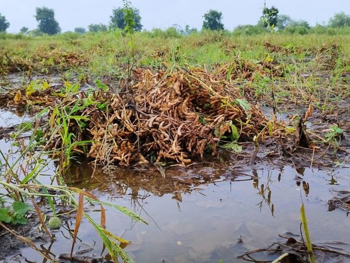 Rain: Return of rain spells in Washim district; Heavy rain in six circles | Rain: वाशिम जिल्ह्यात परतीच्या पावसाचे तांडव; सहा मंडळात अतिवृष्टी Rain: Return of rain spells in Washim district; Heavy rain in six circles | Rain: वाशिम जिल्ह्यात परतीच्या पावसाचे तांडव; सहा मंडळात अतिवृष्टी