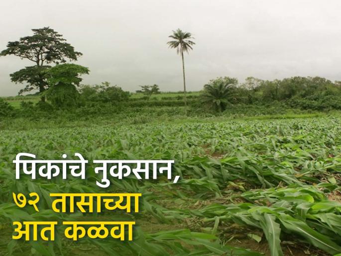 In case of crop damage due to rain, report within 72 hours | पावसामुळे पिकांचे नुकसान झाल्यास ७२ तासांत कळवा In case of crop damage due to rain, report within 72 hours | पावसामुळे पिकांचे नुकसान झाल्यास ७२ तासांत कळवा