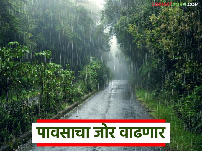 Maharashtra Weather Update : Low pressure area active; Rain intensity to increase for next five days | Maharashtra Weather Update : कमी दाबाचा पट्टा सक्रिय; पुढील पाच दिवस वाढणार पावसाचा जोर