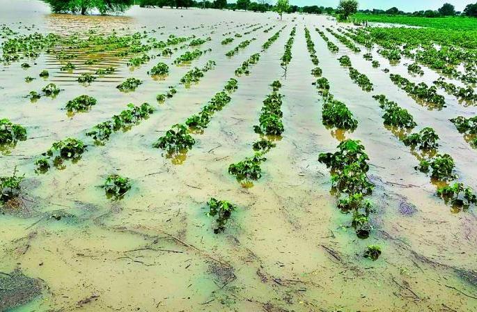 Crisis on crops on three and a half lakh hectares in Marathwada | मराठवाड्यात साडेतीन लाख हेक्टरवरील पिकांवर अस्मानी संकट Crisis on crops on three and a half lakh hectares in Marathwada | मराठवाड्यात साडेतीन लाख हेक्टरवरील पिकांवर अस्मानी संकट