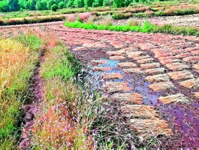 Incessant rains in the monsoon | अवकाळी पावसाचा मावळात धुमाकूळ, भातशेतीचे नुकसान Incessant rains in the monsoon | अवकाळी पावसाचा मावळात धुमाकूळ, भातशेतीचे नुकसान