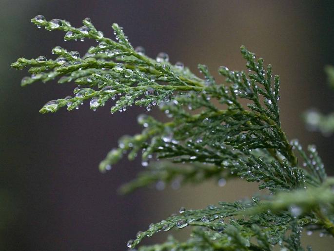 Rain: Yours and mine | पाऊस : तुझा नि माझा Rain: Yours and mine | पाऊस : तुझा नि माझा