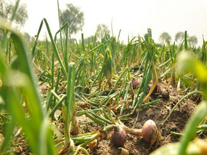 Horses behind the government; Rabbi sowing is in the final phase when permission for Panchayats of Kharar damages | शासनाचे वरातीमागून घोडे ; रब्बी पेरणी अखेरच्या टप्प्यात असताना दिली खरीप नुकसानींच्या पंचनाम्यांना परवानगी Horses behind the government; Rabbi sowing is in the final phase when permission for Panchayats of Kharar damages | शासनाचे वरातीमागून घोडे ; रब्बी पेरणी अखेरच्या टप्प्यात असताना दिली खरीप नुकसानींच्या पंचनाम्यांना परवानगी