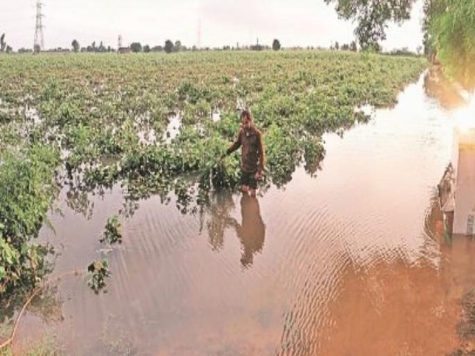 Farmers are in distress due to rain! The government should immediately extend a helping hand by declaring a wet drought | पावसामुळे शेतकरी हवालदिल! ओला दुष्काळ जाहीर करून सरकारने तत्काळ मदतीचा हात पुढे करावा Farmers are in distress due to rain! The government should immediately extend a helping hand by declaring a wet drought | पावसामुळे शेतकरी हवालदिल! ओला दुष्काळ जाहीर करून सरकारने तत्काळ मदतीचा हात पुढे करावा