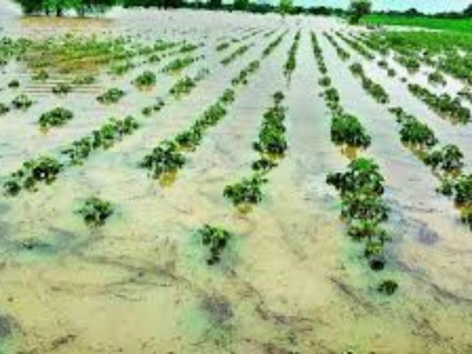Maharashtra Rains: Crops have been destroyed, houses have also been destroyed, do Panchnama; provide help quickly! | Maharashtra Rains: पिके गेली, घरही गेले, पंचनामे करा; लवकर मदत द्या! Maharashtra Rains: Crops have been destroyed, houses have also been destroyed, do Panchnama; provide help quickly! | Maharashtra Rains: पिके गेली, घरही गेले, पंचनामे करा; लवकर मदत द्या!