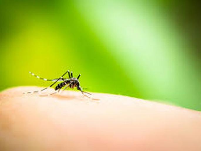 Raising mosquitoes in the city; No fogging machine | शहरात डासांचा उच्छाद; फॉगिंग मशीन, धुरळणीचा पत्ता नाही! Raising mosquitoes in the city; No fogging machine | शहरात डासांचा उच्छाद; फॉगिंग मशीन, धुरळणीचा पत्ता नाही!