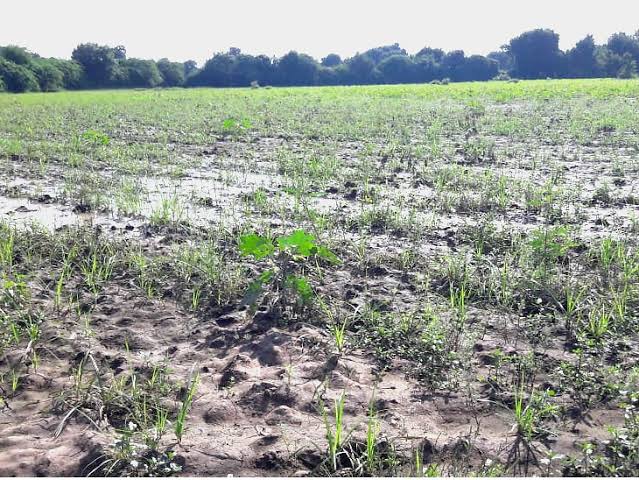 Demand for payment of Rs 40 thousand for farmer due to rain | एकरी ४० हजार रुपये भरपाई देण्याची मागणी Demand for payment of Rs 40 thousand for farmer due to rain | एकरी ४० हजार रुपये भरपाई देण्याची मागणी