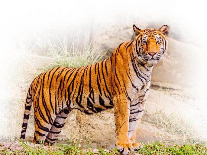 What happens to the increasing tiger population with shrinking forest cover | ‘राजा’ हवाच,‘प्रजे’चे काय?