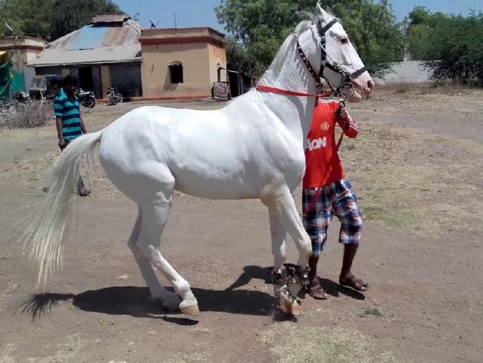 'King' instead of 'diamond' stands | ‘हिरा’ऐवजी ‘राजा’ने केले उभे रिंगण 'King' instead of 'diamond' stands | ‘हिरा’ऐवजी ‘राजा’ने केले उभे रिंगण