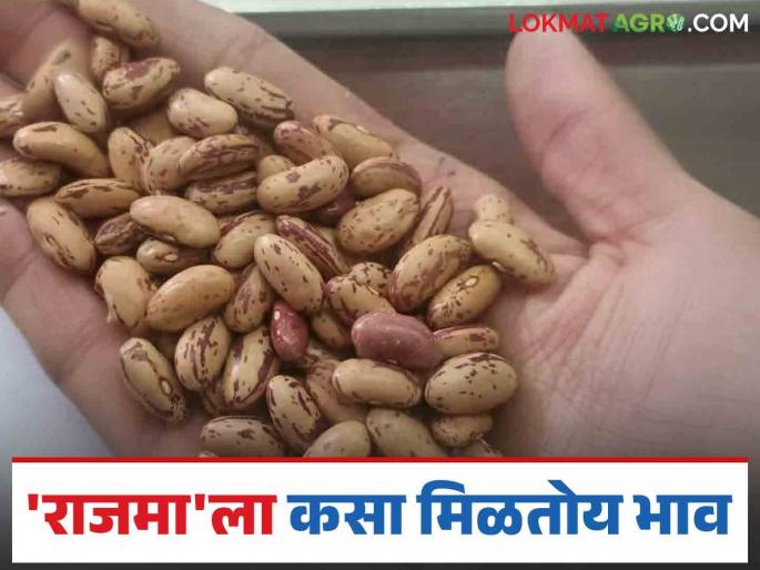 Rajma Bazaar Bhav : 500 bags of rajma arrived at Barshi Market Committee; How are you getting the price? | Rajma Bajar Bhav : बार्शी बाजार समितीत राजमाची ५०० कट्टे आवक; कसा मिळतोय दर?
