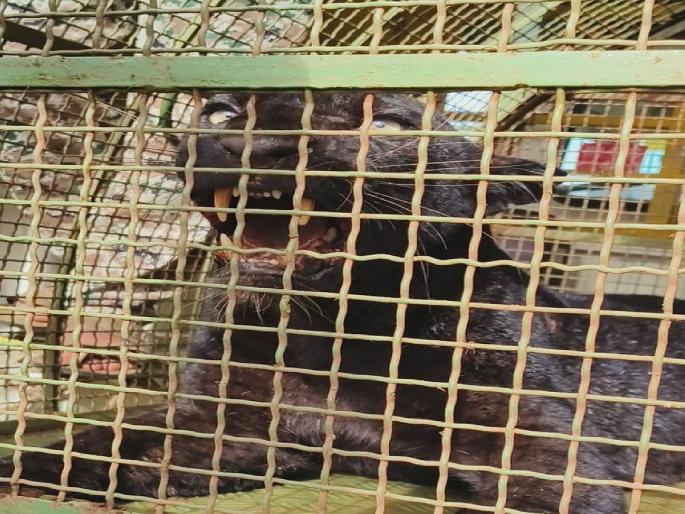 Rescue of black panther trapped in wire in Rajapur | Ratnagiri: राजापुरात तारेत अडकलेल्या ब्लॅक पॅंथरची सुटका Rescue of black panther trapped in wire in Rajapur | Ratnagiri: राजापुरात तारेत अडकलेल्या ब्लॅक पॅंथरची सुटका
