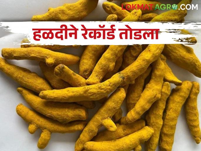 Turmeric got more value than gold; The record high price was broken.. got how much market price | हळदीपुढे सोनं फिके; विक्रमी दराचा उच्चांक मोडला.. मिळाला इतका बाजारभाव Turmeric got more value than gold; The record high price was broken.. got how much market price | हळदीपुढे सोनं फिके; विक्रमी दराचा उच्चांक मोडला.. मिळाला इतका बाजारभाव