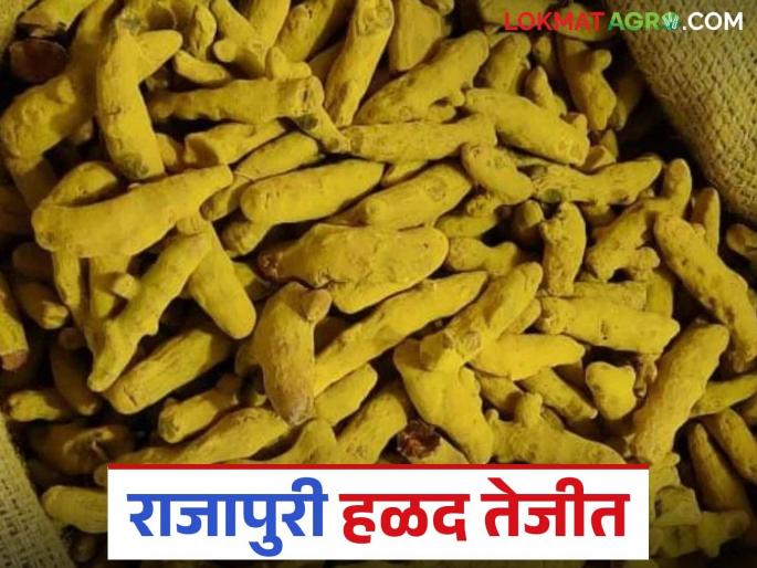 Price of Rajapuri turmeric increases in Sangli Market Committee; How is the price being obtained? | सांगली बाजार समितीत राजापुरी हळदीचा भाव वाढला; कसा मिळतोय दर?