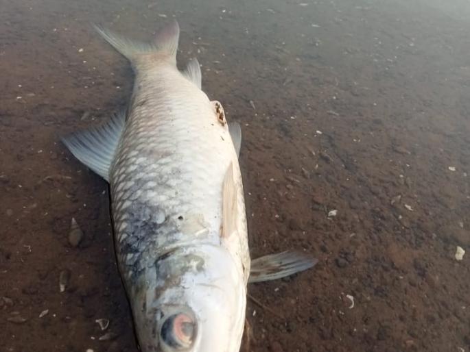 Fish in Rajaram Lake die due to climate change | राजाराम तलावातील मासे हवामानातील बदलामुळे मृत