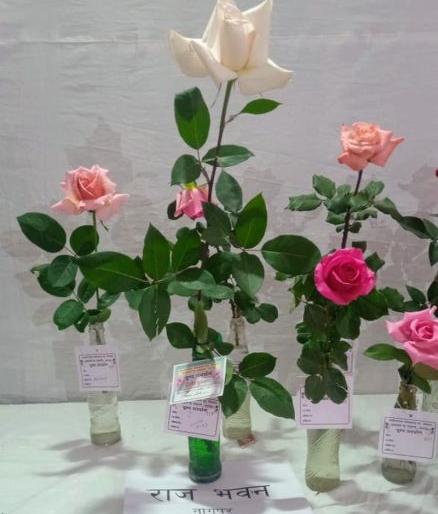 Roses in the Rajbhavan become king and prince | राजभवनातील गुलाब ठरले राजा आणि राजकुमार Roses in the Rajbhavan become king and prince | राजभवनातील गुलाब ठरले राजा आणि राजकुमार