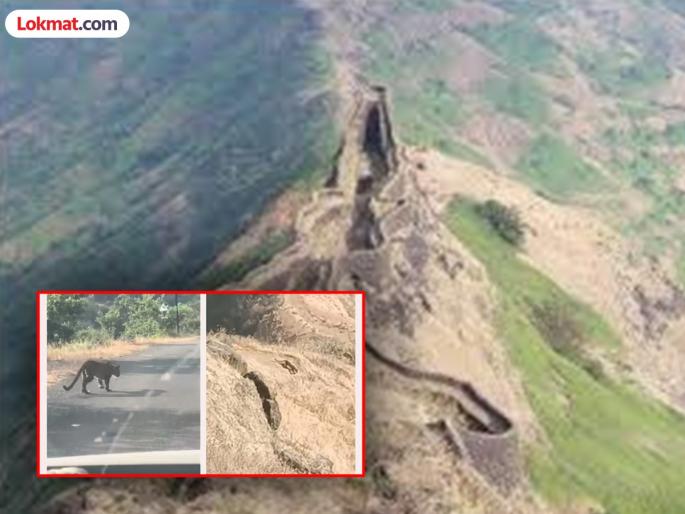 Leopard movement in the area of Rajgad, Torna fort | राजगड, तोरणा किल्ल्याच्या परिसरात बिबट्याचा वावर Leopard movement in the area of Rajgad, Torna fort | राजगड, तोरणा किल्ल्याच्या परिसरात बिबट्याचा वावर