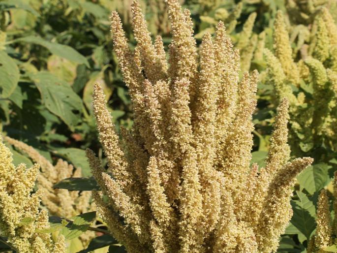 benefits of growing Amaranthus rajgira in rabi season | सुपरफूड असलेल्या राजगिरा पिकाची लागवड केल्याने काय फायदे होतात? benefits of growing Amaranthus rajgira in rabi season | सुपरफूड असलेल्या राजगिरा पिकाची लागवड केल्याने काय फायदे होतात?