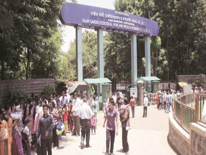 Visit of 20 thousand citizens to Rajiv Gandhi Zoo in Pune An income of around 7 lakhs | पुण्यातील राजीव गांधी प्राणिसंग्रहालयाला २० हजार नागरिकांची भेट; तब्बल ७ लाखांचे उत्पन्न