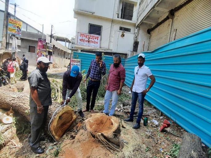 Latur: Tree felled without permission; 1 lakh fine notice action of Latur municipality | Latur: विनापरवाना झाड तोडले; १ लाखाच्या दंडाची नोटीस लातूर मनपाची कारवाई Latur: Tree felled without permission; 1 lakh fine notice action of Latur municipality | Latur: विनापरवाना झाड तोडले; १ लाखाच्या दंडाची नोटीस लातूर मनपाची कारवाई