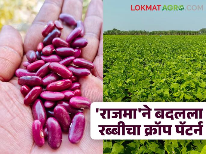 Rajma Farming : 'Rajma' is the game changer of Marathwada farming; Farmers changed the crop pattern in rabi | Rajma Farming : मराठवाड्याच्या शेतीचा गेम चेंजर 'राजमा'; शेतकऱ्यांनी रब्बीतील क्रॉप पॅटर्न बदलला Rajma Farming : 'Rajma' is the game changer of Marathwada farming; Farmers changed the crop pattern in rabi | Rajma Farming : मराठवाड्याच्या शेतीचा गेम चेंजर 'राजमा'; शेतकऱ्यांनी रब्बीतील क्रॉप पॅटर्न बदलला